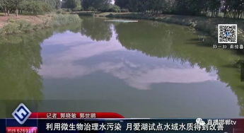 微生物技术点亮月爱湖 试点水域水质改善，为水污染治理提供新路径