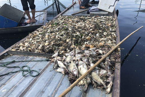 安徽五河沱湖鱼蟹死亡事件 水污染之痛与治理之路